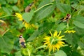 Goldfinches On Sunflowers Royalty Free Stock Photo