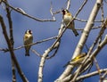 Three goldfinchs in a tree with a blue background Royalty Free Stock Photo