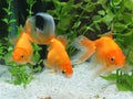 Three Goldfish in Aquarium
