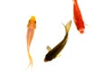 Three goldfish,yellow,black and red