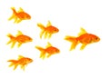 Three goldfishes Royalty Free Stock Photo