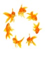 Three goldfishes Royalty Free Stock Photo