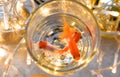 Goldfishes in a glass with water on the window day