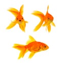 Three goldfishes Royalty Free Stock Photo
