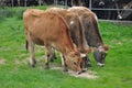 Three good calves Royalty Free Stock Photo