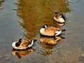 Three gooses sleeping Royalty Free Stock Photo