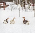 Three goose in snow like toys Royalty Free Stock Photo