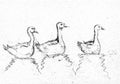 Three gooses in black and withe drawing.