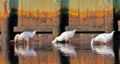 Three Gooses feeding