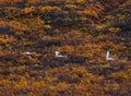 Three gooses flying in a row over autumn landscape