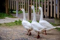 three White gooses in the garden Royalty Free Stock Photo