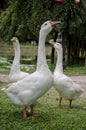 three white gooses in the garden