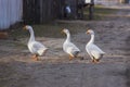 Three gooses walking aorund the street