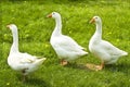 Three gooses Royalty Free Stock Photo