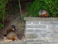 Three Gophers