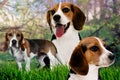 Three gorgeous Beagles puppies