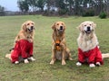 Three gorgeous golden retrievers, wearing red trousers