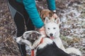 Three gorgeous Siberian huskies in their pack gather around their owner for a treat. Love and devotion between man and dogs Royalty Free Stock Photo