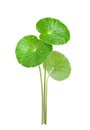 Three Gotu kola leaves with water dropplets Royalty Free Stock Photo