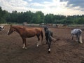 Three graceful horses on the field for walking