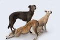 Three gracefully whippets posing for a photo