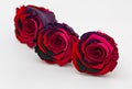 Three gradient red rose preserved isolated