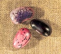 Three grains of multi-colored beans close-up top view