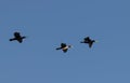 Three Grand Cormorants flying on blue sky Royalty Free Stock Photo