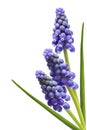 Three Grape Hyacinth Flower Royalty Free Stock Photo
