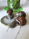 Three grape snails drink water from a drinking bowl. Close-up shot