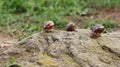 Three grape snails on a stone.