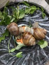 Three grape snails in the terrarium. They eat greens. Filmed from above