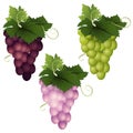 Three grape varieties on a white background Royalty Free Stock Photo