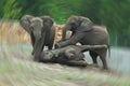 Three  gray African elephants playing in a zoo on a summer day Royalty Free Stock Photo