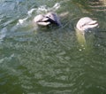 Three gray dolphins play in the Gulf of Mexico Royalty Free Stock Photo