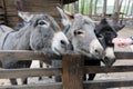 Three gray donkeys behind the fence, muzzles of donkeys