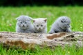 Three gray kitten on tree Royalty Free Stock Photo