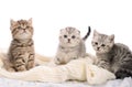 Three gray kittens sibs on white knitted fabric Royalty Free Stock Photo