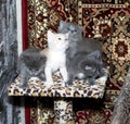 Three gray and one beige kitten on a scratching post Royalty Free Stock Photo