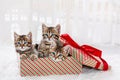 Three gray striped kittens Funny looking out of a box with a red gift ribbon. Royalty Free Stock Photo