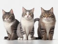 Three gray and white cats with yellow eyes, white background