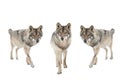 Three gray wolf isolated on a white