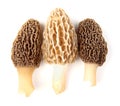 Three gray and yellow morel mushrooms