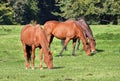 Three Grazing Bay Horses