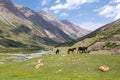 Three grazing brown horses