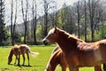 Three grazing horses