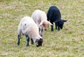 Three grazing lambs Royalty Free Stock Photo