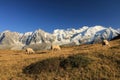 A three grazing sheep on a mountain meadow in the autumn and Mont Blanc massif in the backrgound