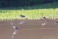 Three Great Blue Herons