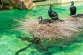 Three great cormorants taking a rest on a pile of straws